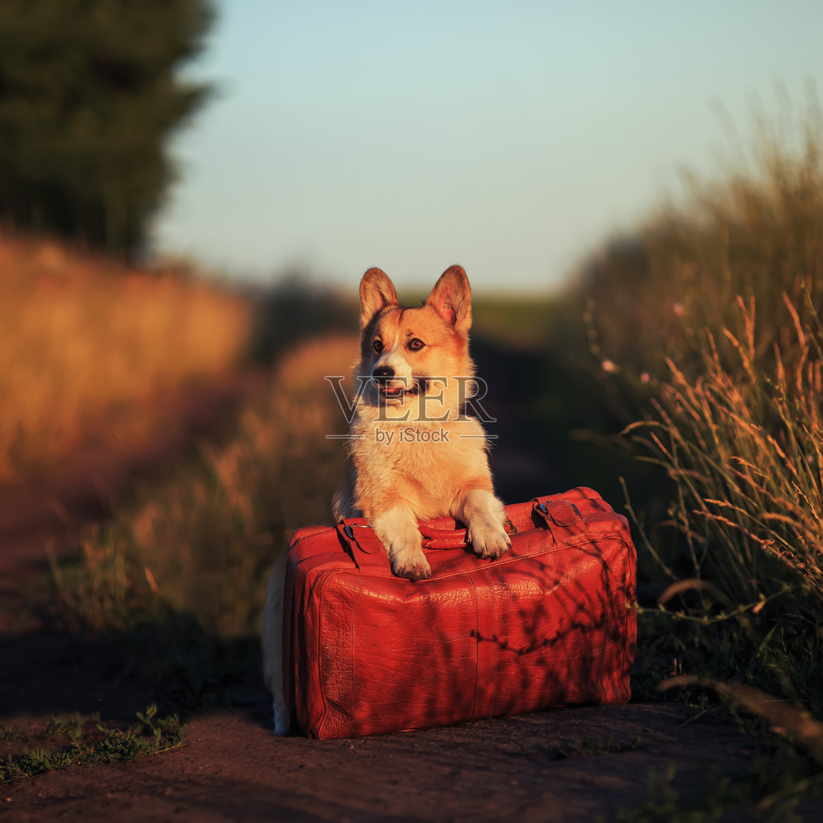 这只可爱的红毛柯基犬正把它的爪子放在一个旧行李箱上，在田野里的一条尘土飞扬的路上等待运输照片摄影图片