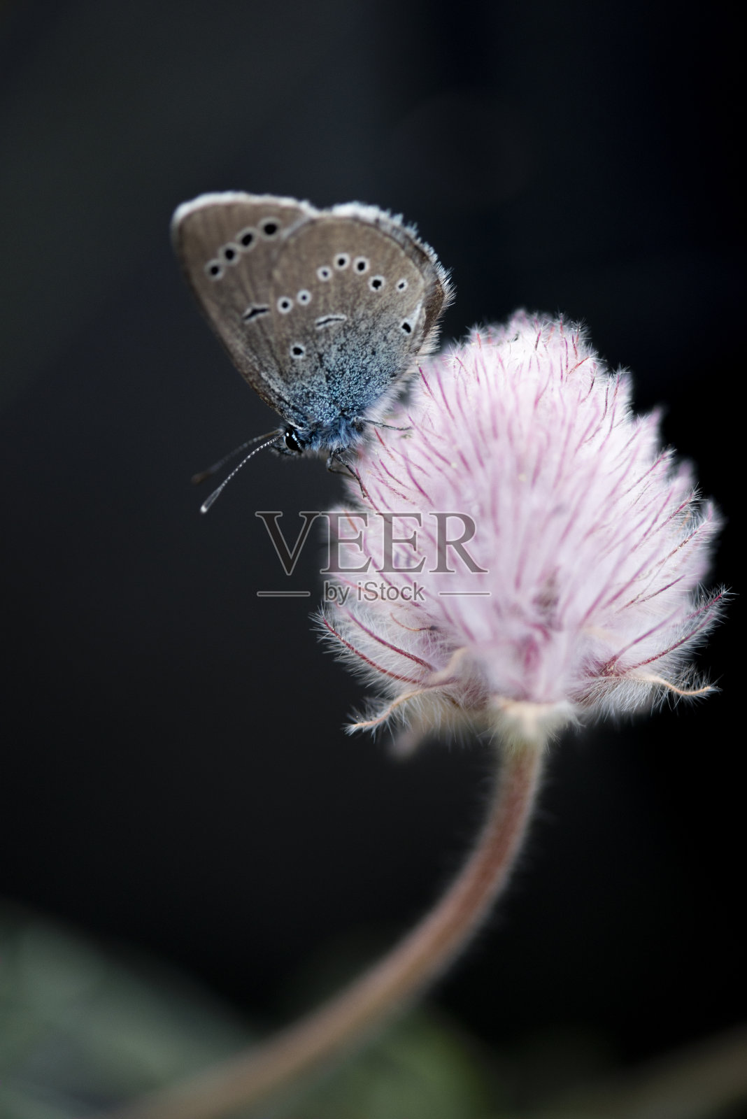 蝴蝶照片摄影图片