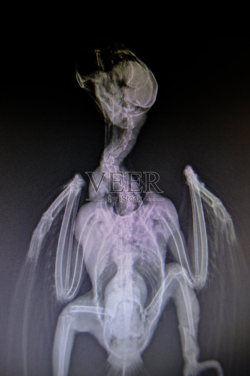 野生动物的x光图像照片摄影图片