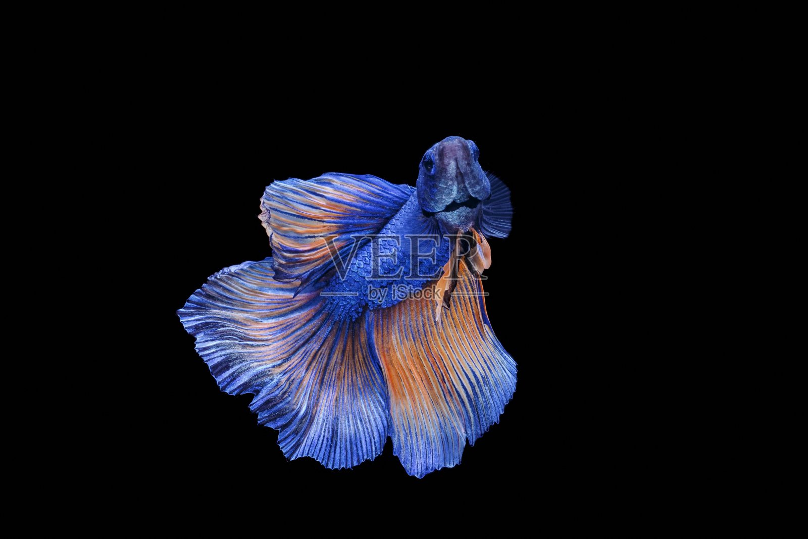 暹罗斗鱼，一串红，彩色鱼在黑色的背景，半月斗鱼。照片摄影图片