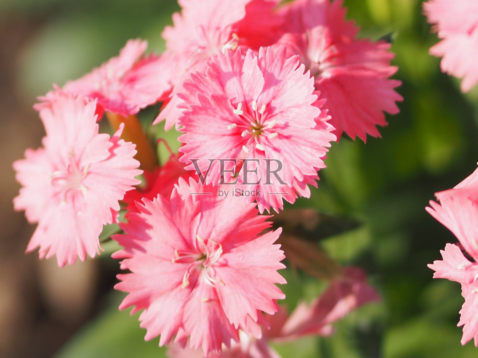 花瓣像被压碎的边缘照片摄影图片