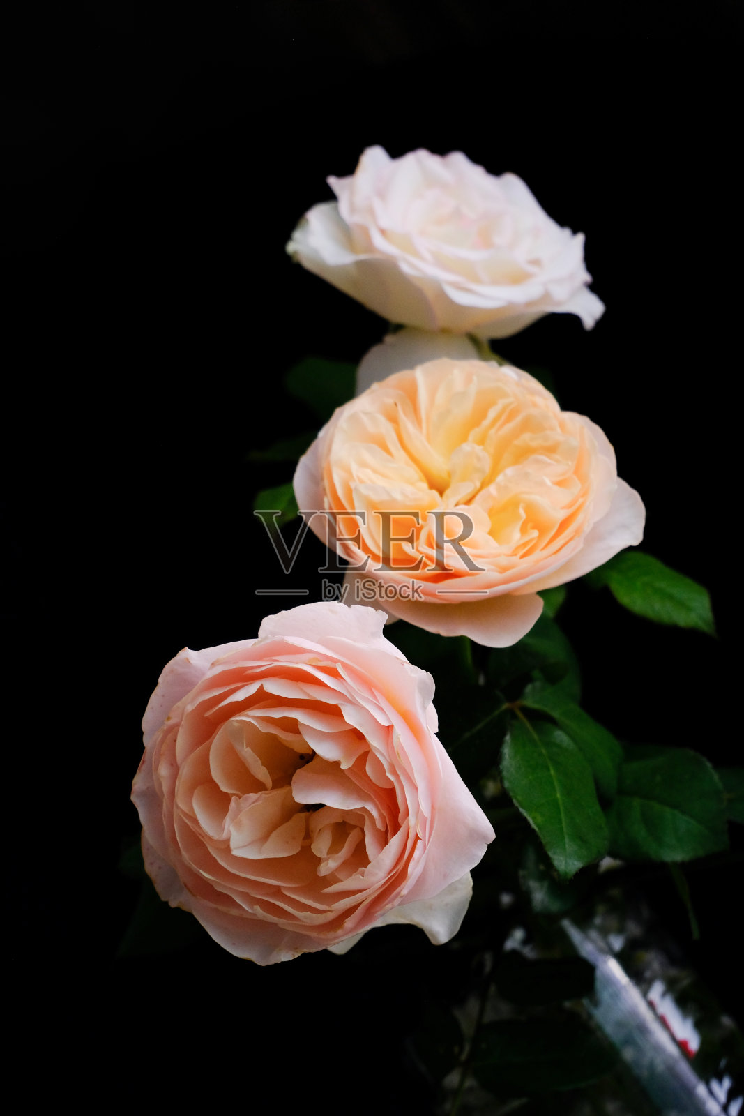 玫瑰照片摄影图片