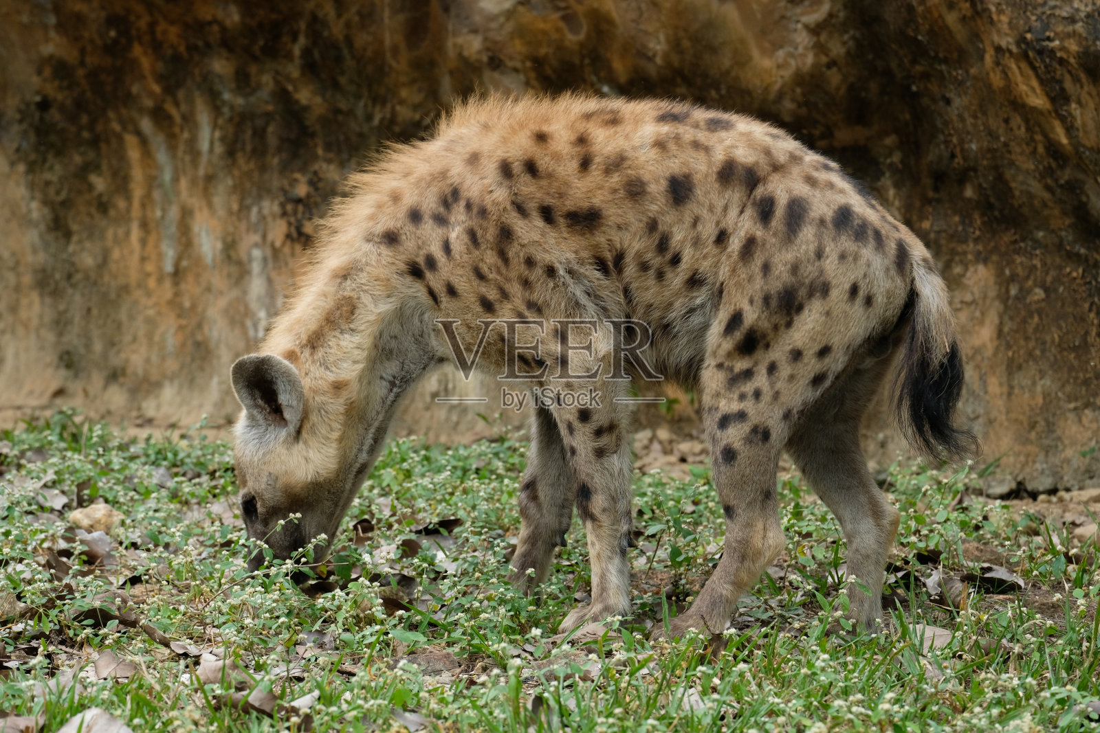 斑点鬣狗照片摄影图片