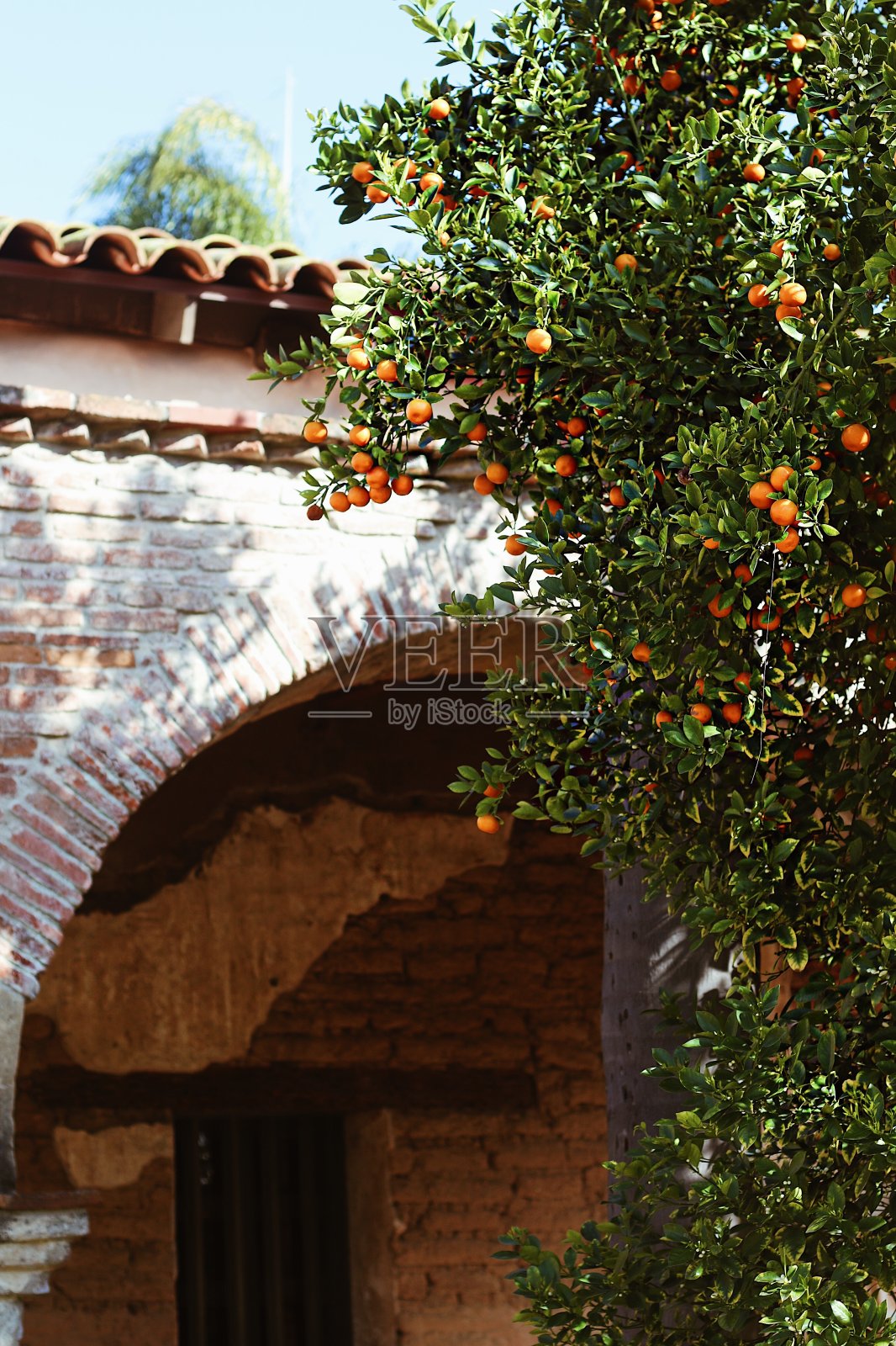 加州拱门和橘子树照片摄影图片