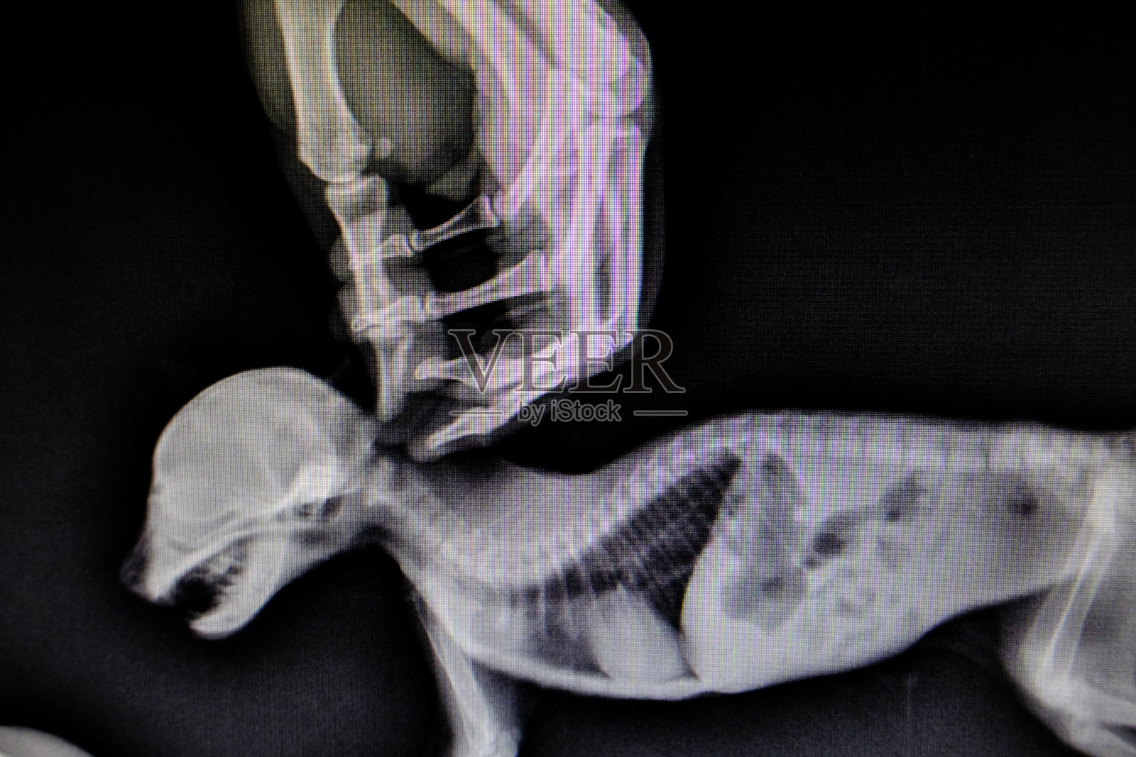 野生动物的x光图像照片摄影图片