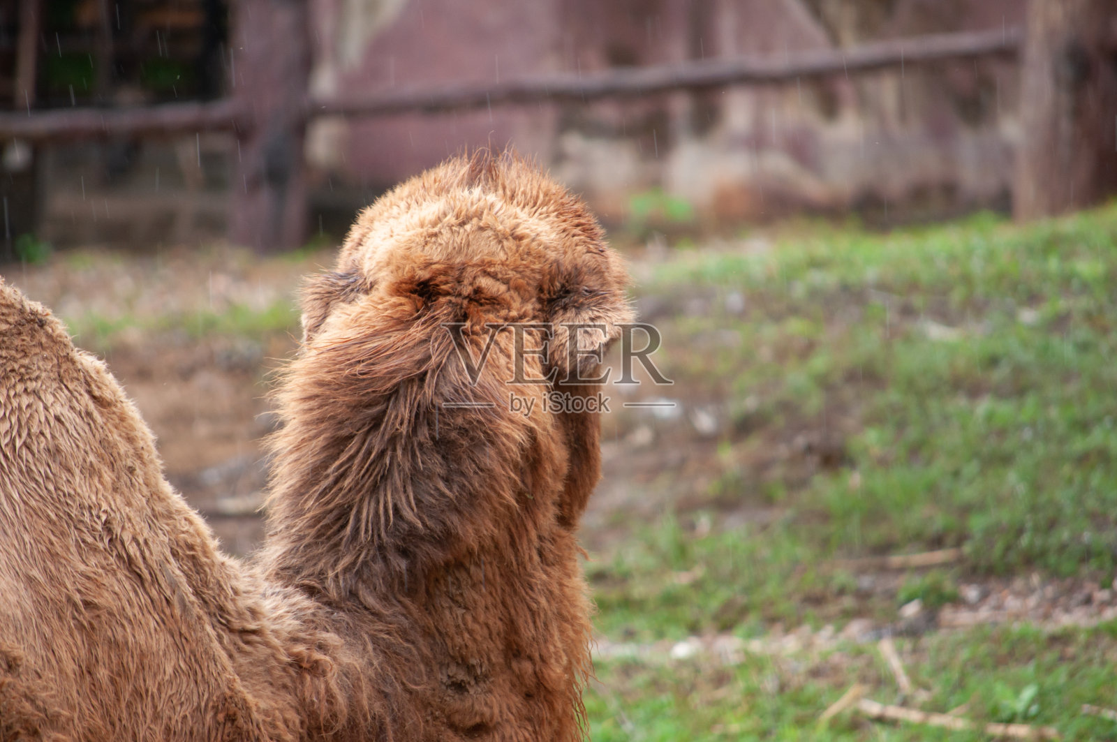 双峰骆驼照片摄影图片