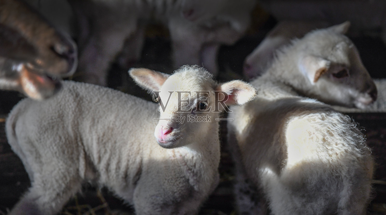 绵羊和羊羔照片摄影图片
