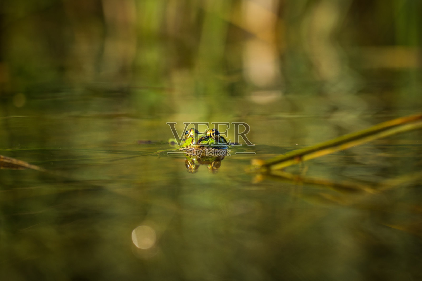 一只美丽的绿色水蛙在森林池塘的自然栖息地享受日光浴。照片摄影图片