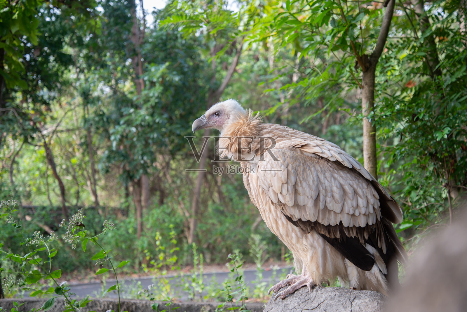 秃鹰照片摄影图片