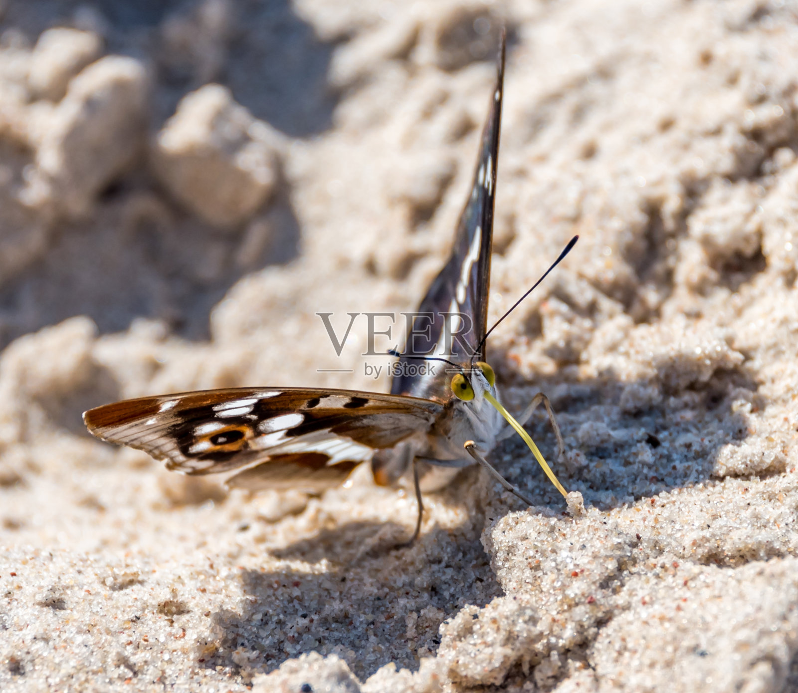 一只蝴蝶在波罗的海的沙滩上的特写照片摄影图片