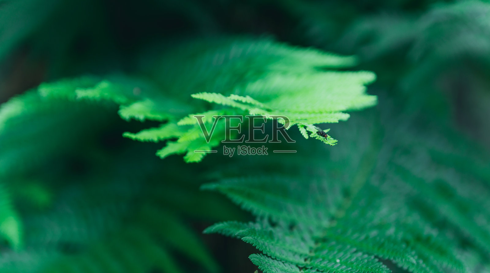 蕨类、蕨类的近纹理，边缘上有小苍蝇照片摄影图片