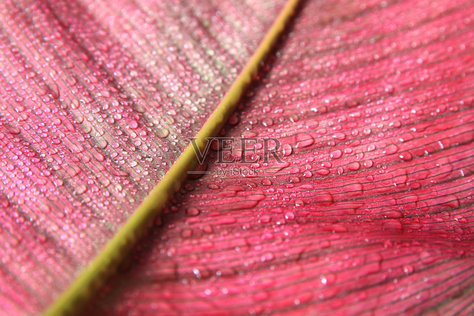 雨后雨滴落在粉红色的叶子上照片摄影图片