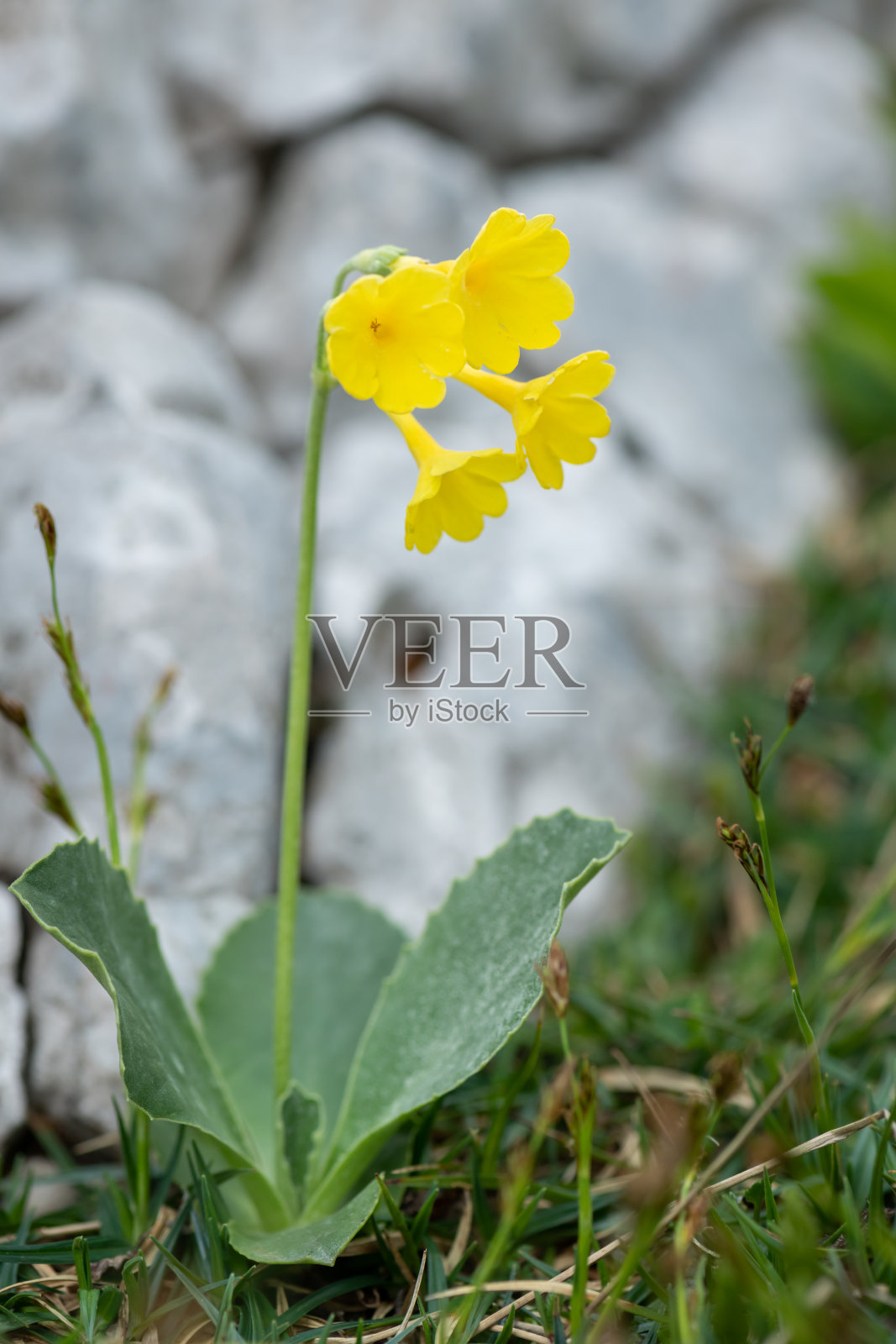 山樱草的特写照片摄影图片