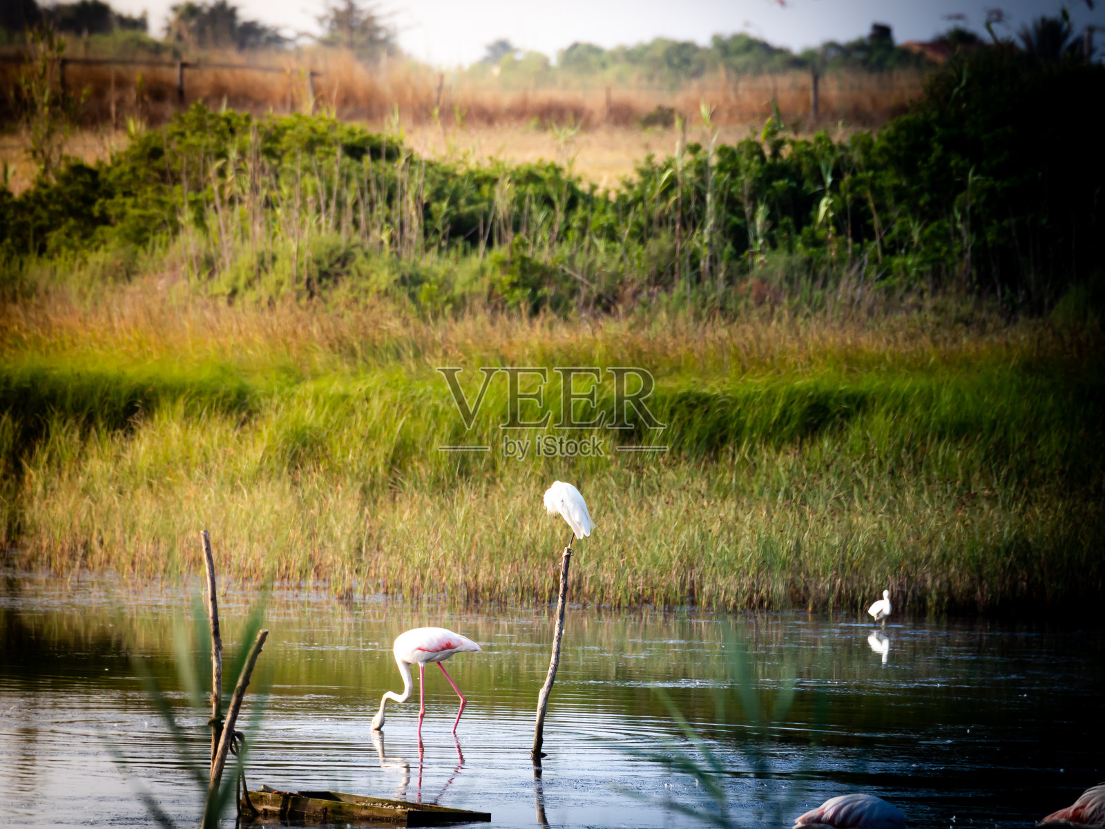 美丽的火烈鸟放松格兰内利自然保护区照片摄影图片