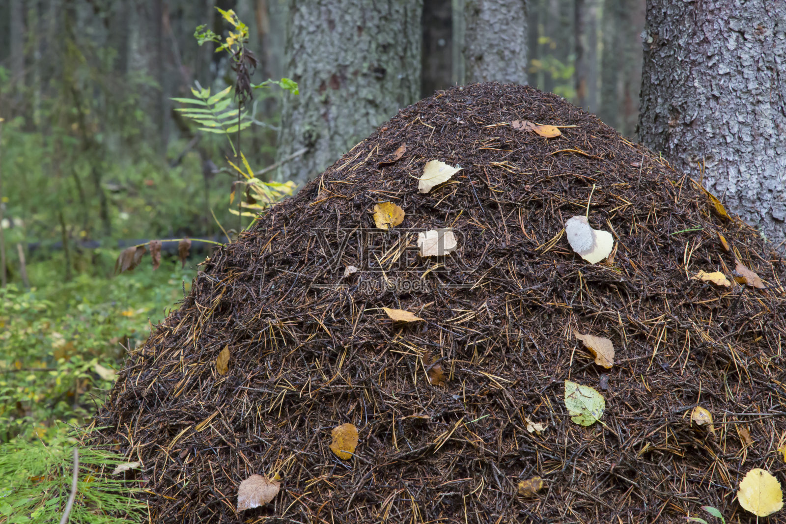 蚁丘在森林里照片摄影图片