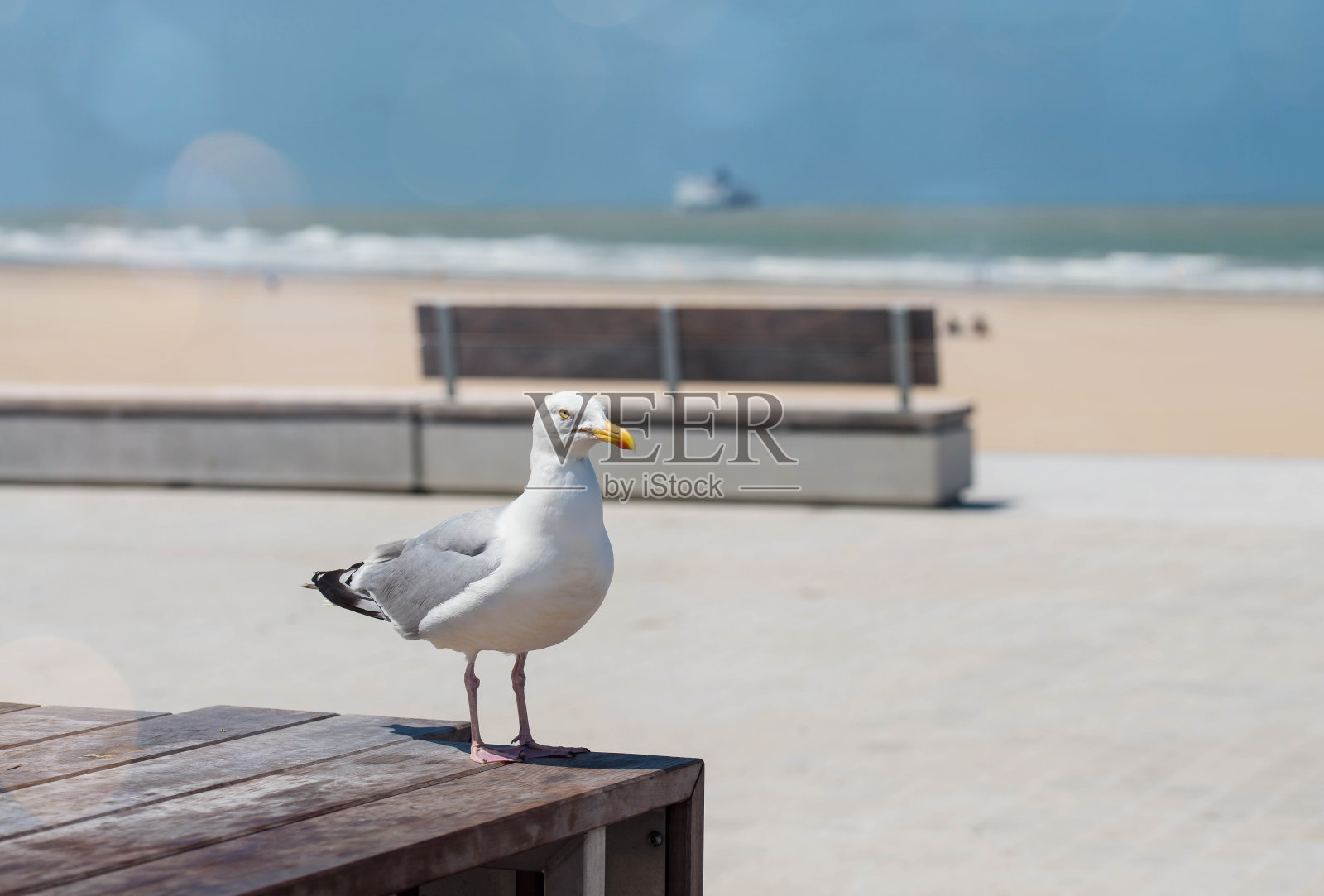 海鸥在加来的堤坝上休息照片摄影图片