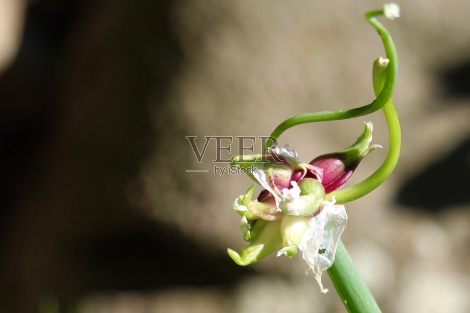 混乱照片摄影图片