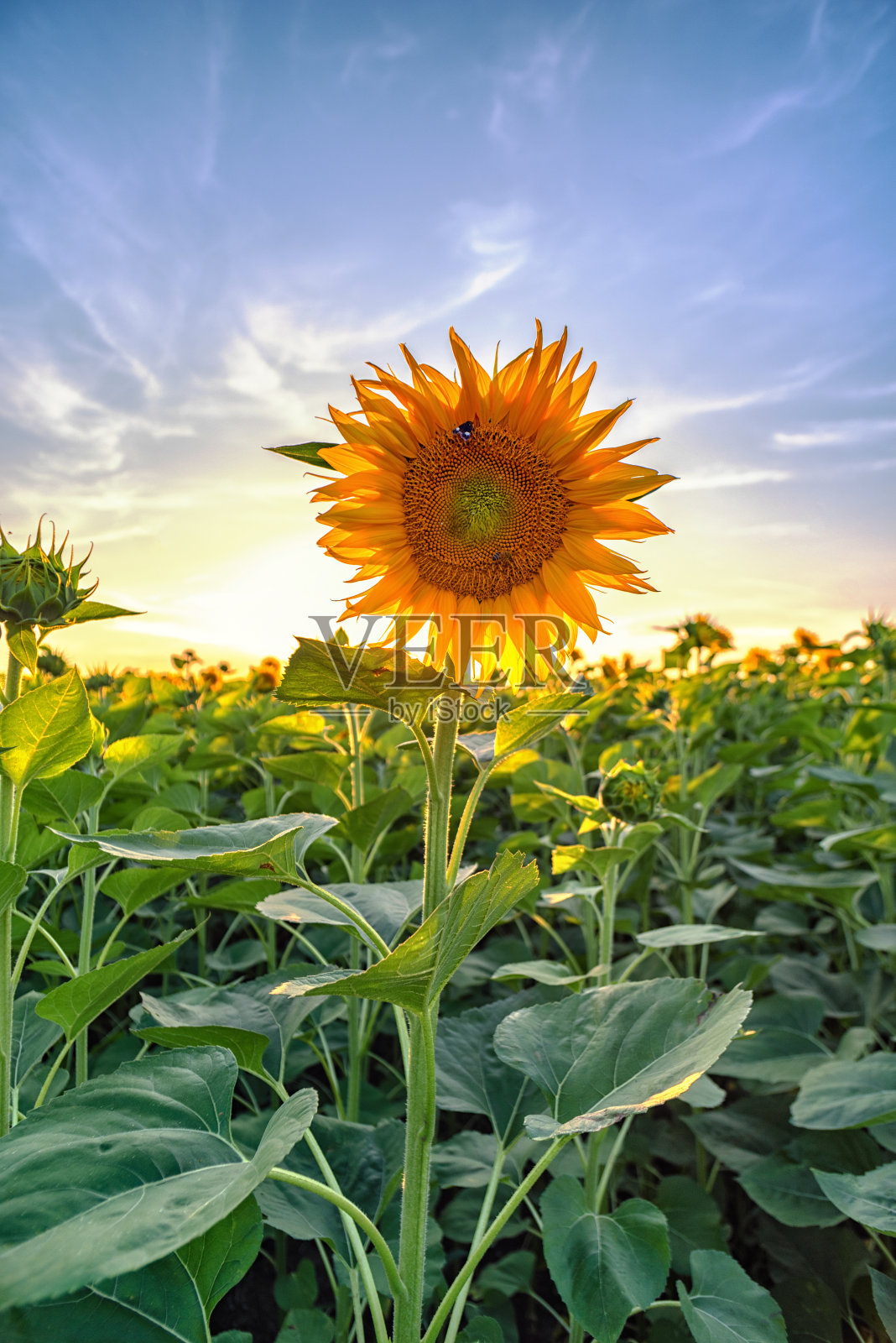 美丽的向日葵田在夏天日落照片摄影图片