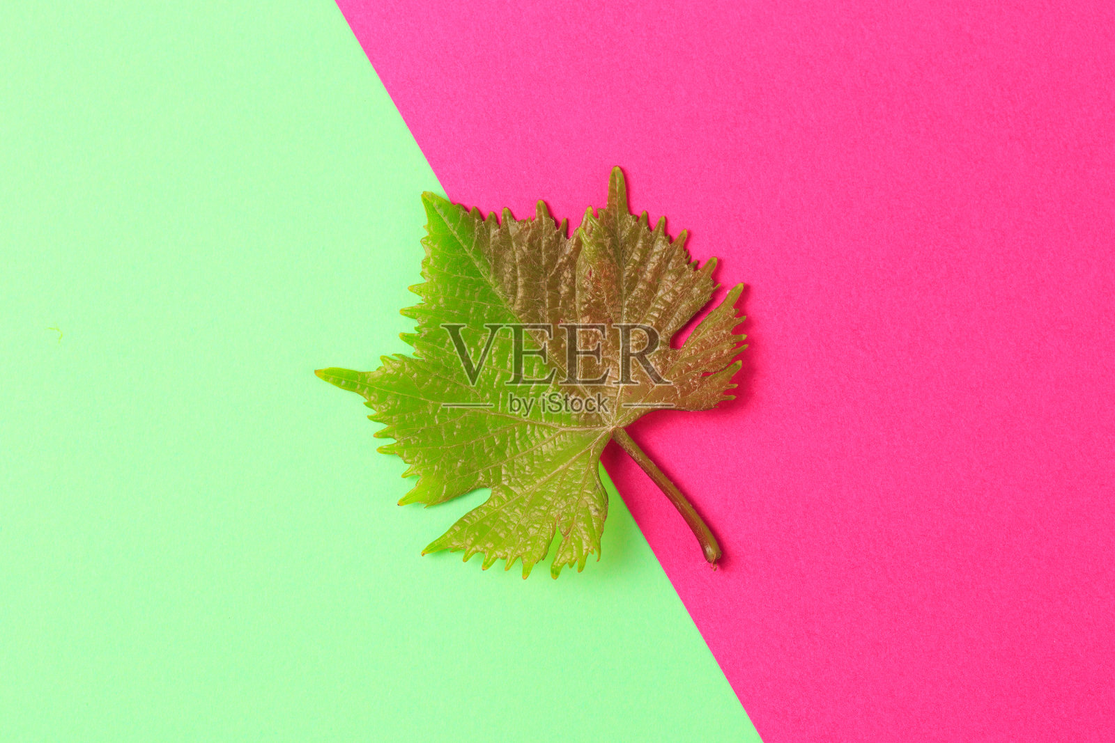 绿叶的颜色背景-图像照片摄影图片