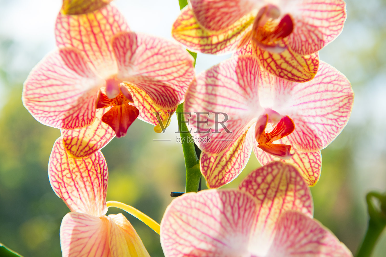 兰花艳丽的花朵近处。兰花花粉红色和黄色盛开。蝴蝶兰属兰花。植物学的概念。兰花种植技巧。如何照顾室内兰花植物。最常见的室内植物照片摄影图片