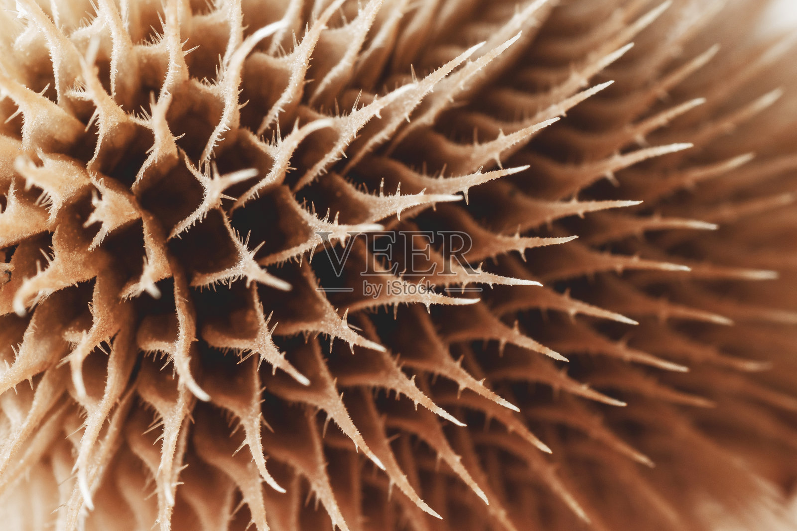 文摘蓟壁纸照片摄影图片