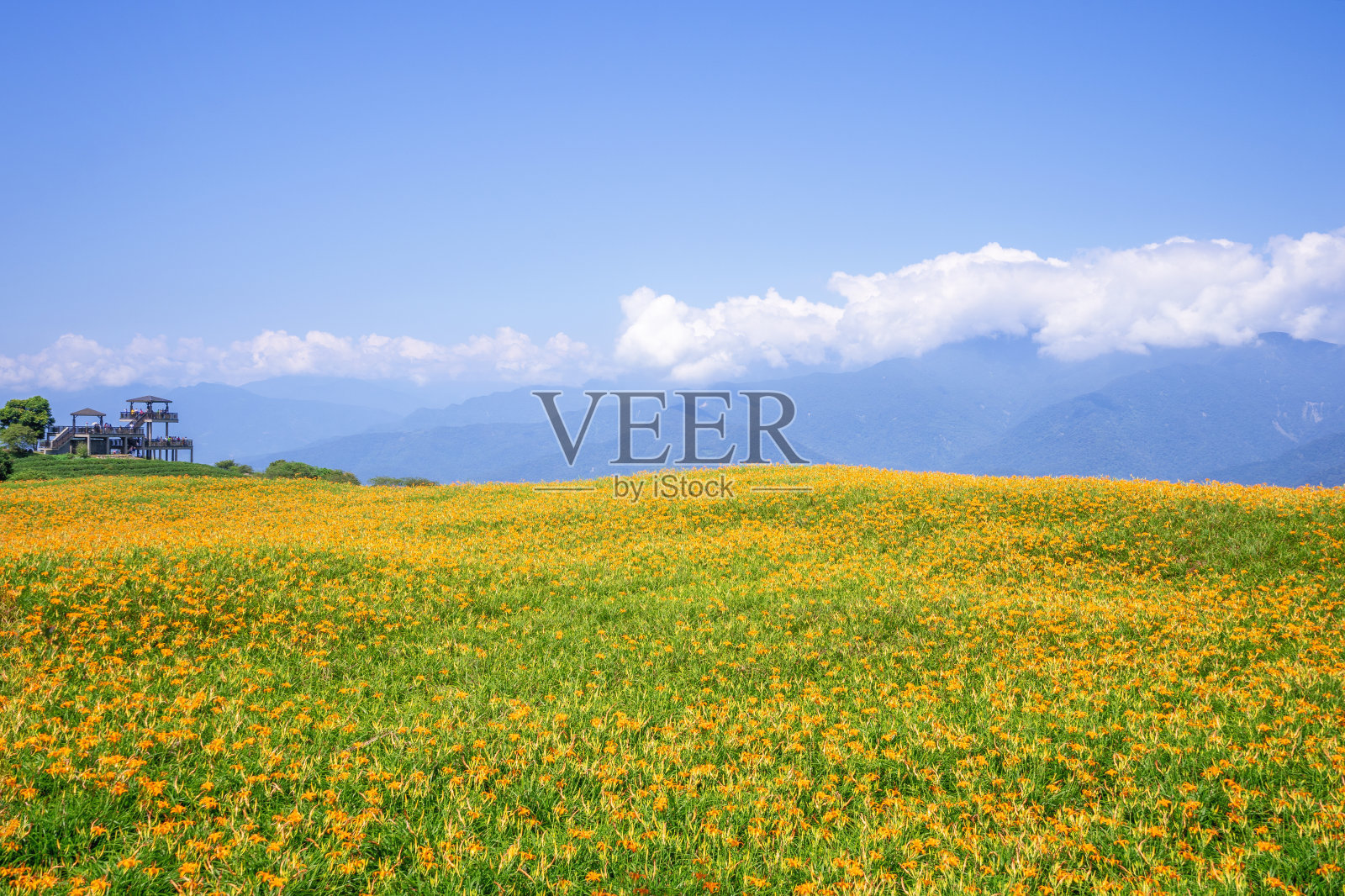 美丽的橘色黄花菜农场在六石丹山(六十石山)与蓝天白云的台湾花莲富里，近距离，复制空间照片摄影图片