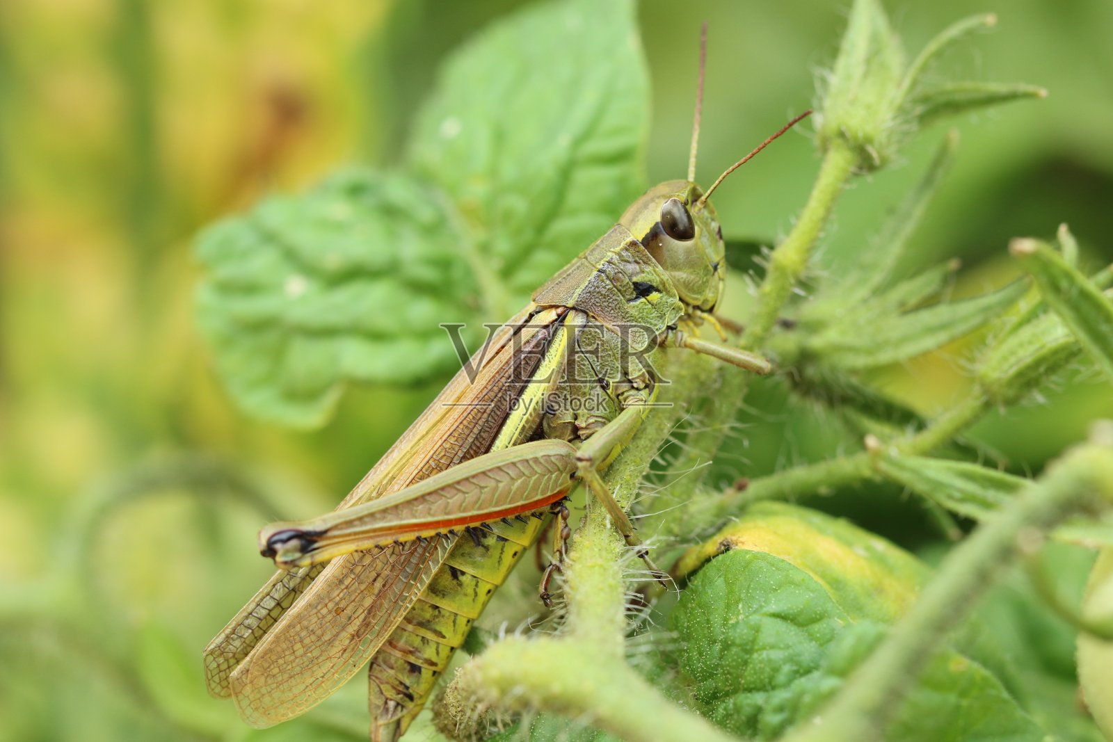 绿色蚱蜢照片摄影图片