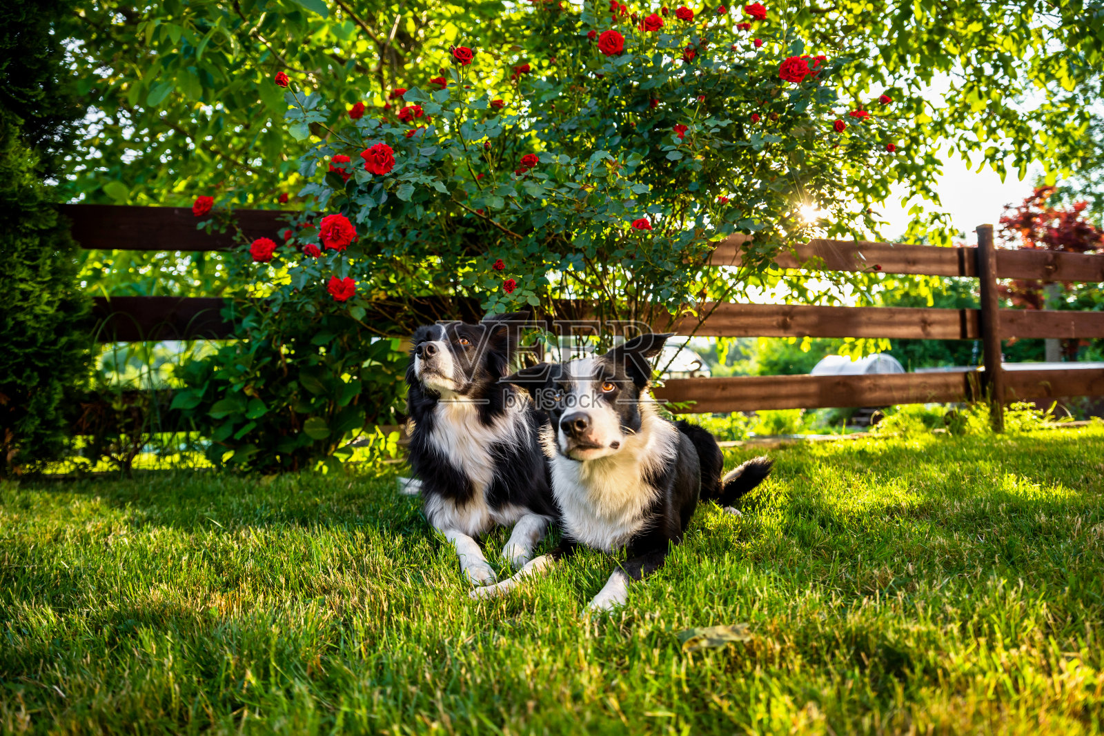 两只边境牧羊犬在花园里，脸上的表情很有趣。照片摄影图片