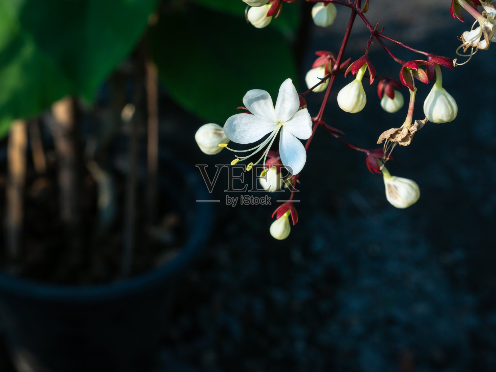 白花悬垂照片摄影图片