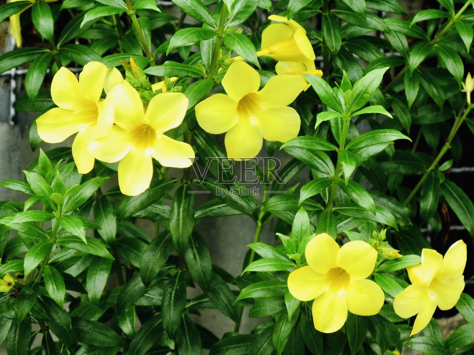 树枝上的黄色Allamanda花照片摄影图片