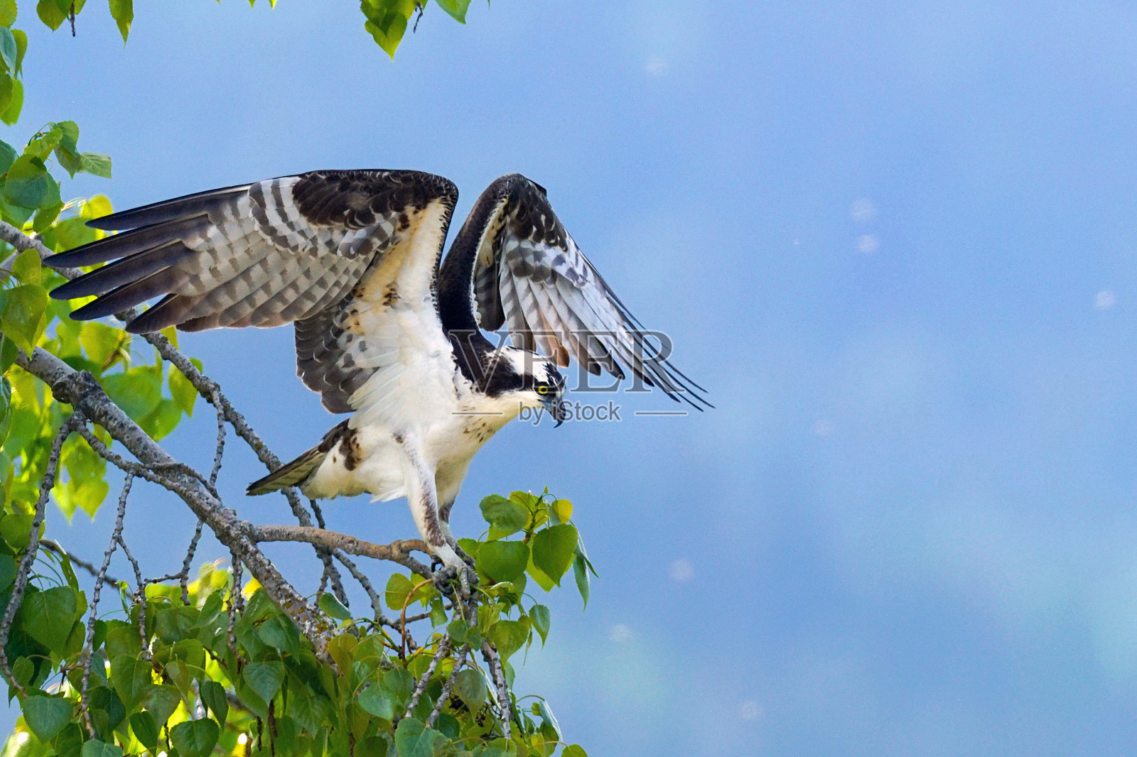 树上的成年鱼鹰照片摄影图片