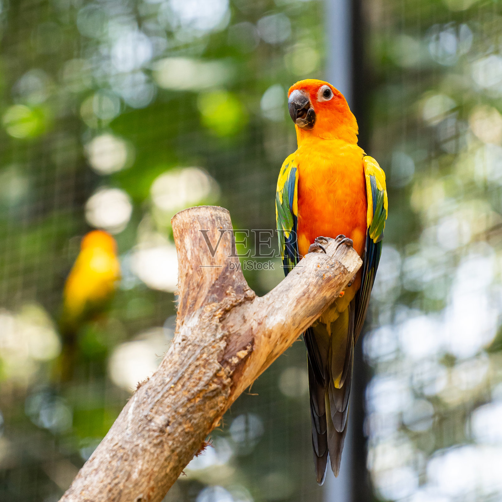 五颜六色的鹦鹉在树上。照片摄影图片