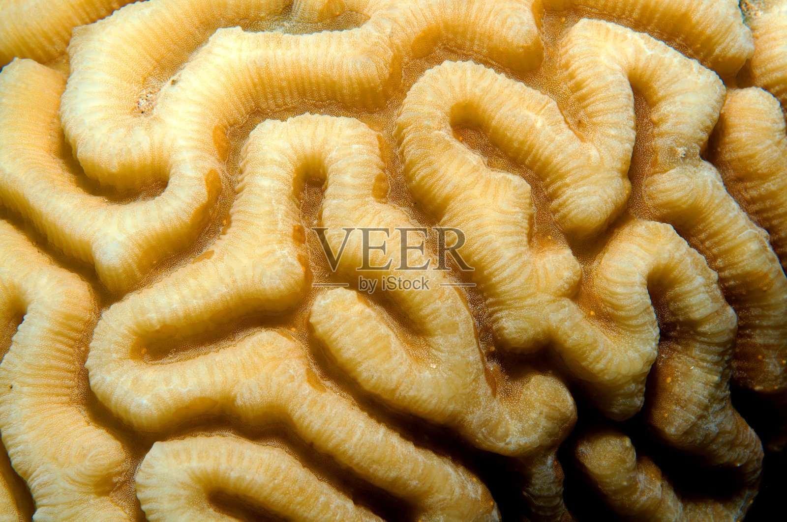 水下珊瑚特写背景，珊瑚的纹理照片摄影图片