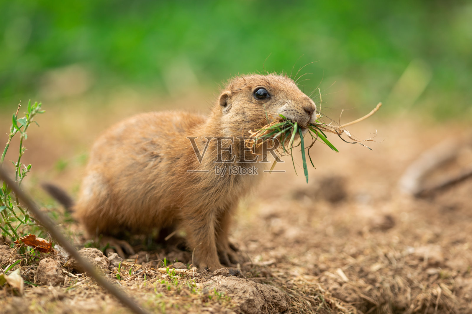 草原上的草原犬鼠照片摄影图片