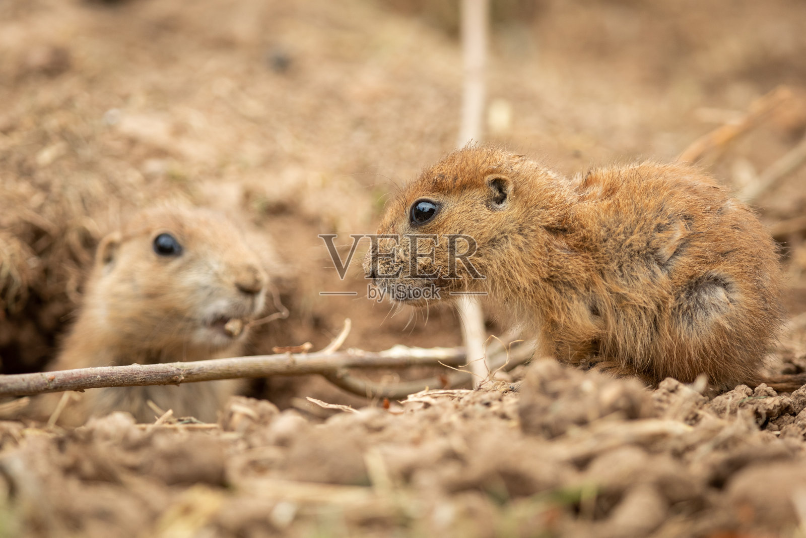 草原上的草原犬鼠照片摄影图片