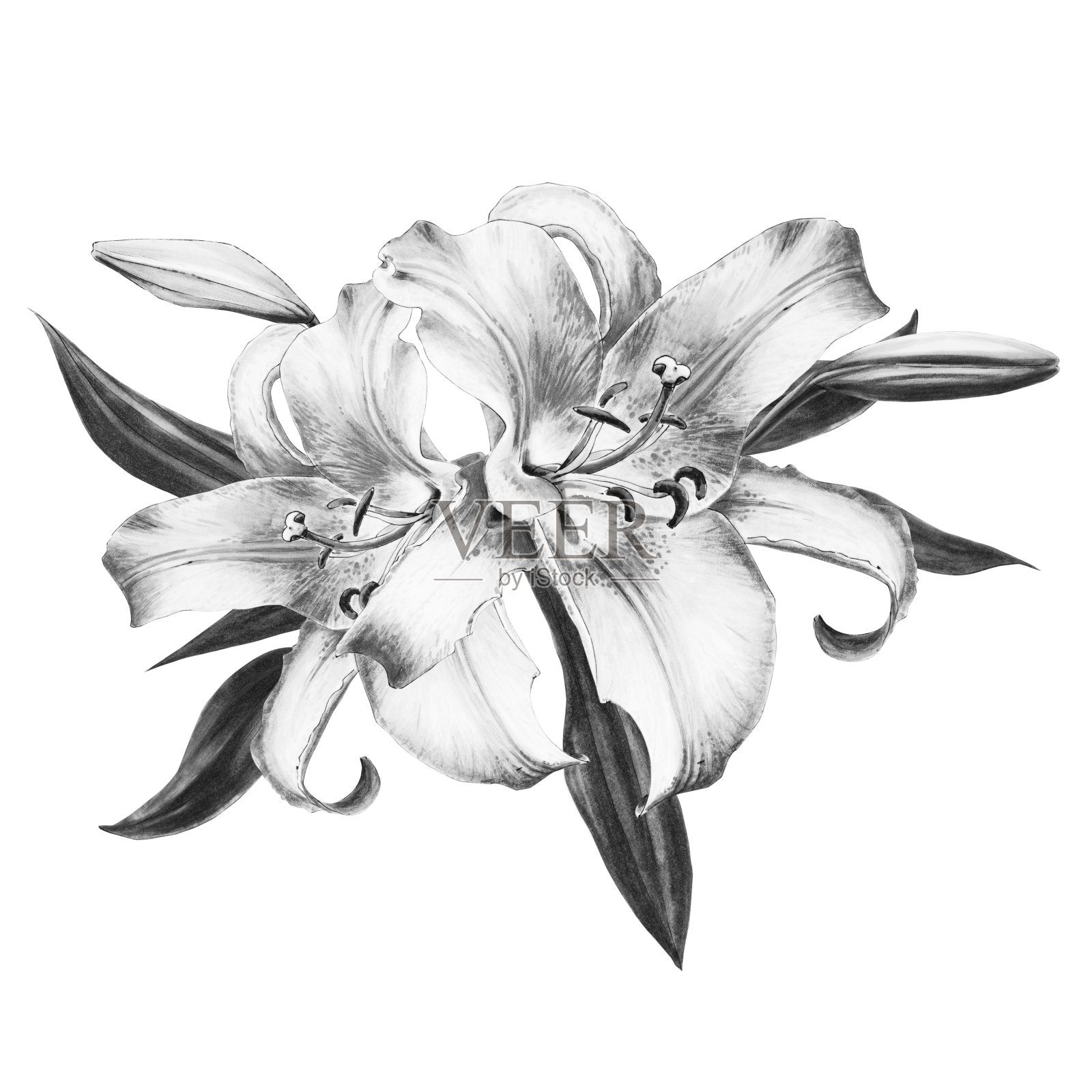 美丽的黑白百合组成。束鲜花。印花。标记图。插画图片素材