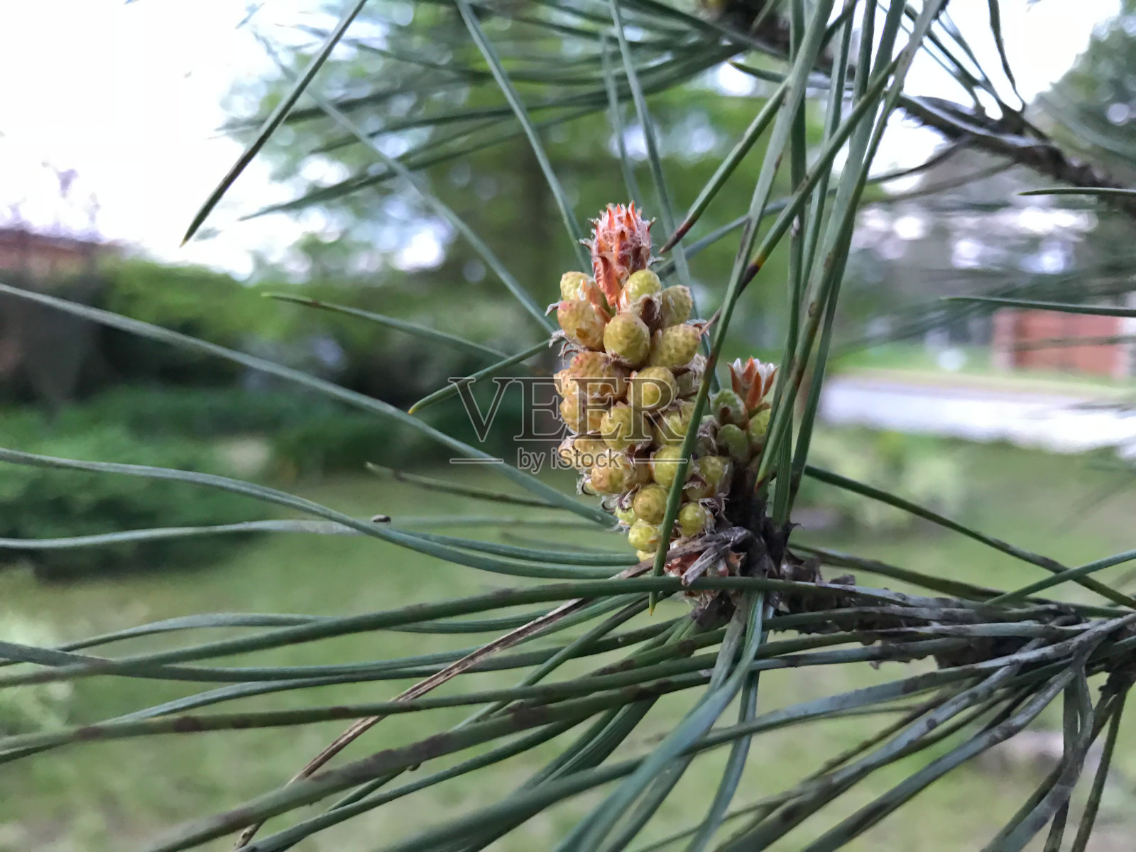 花园中针叶树的芽照片摄影图片