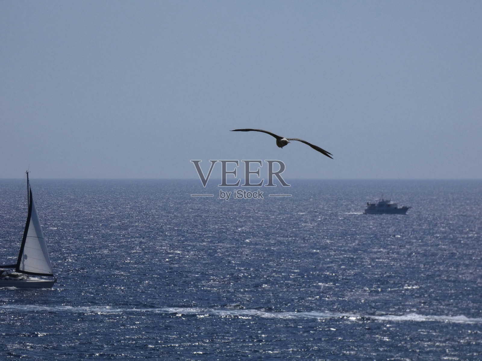 海鸥飞过蓝色的地中海，看着窝里的小海鸥，看着捕食者或其他海鸥不敢靠近照片摄影图片