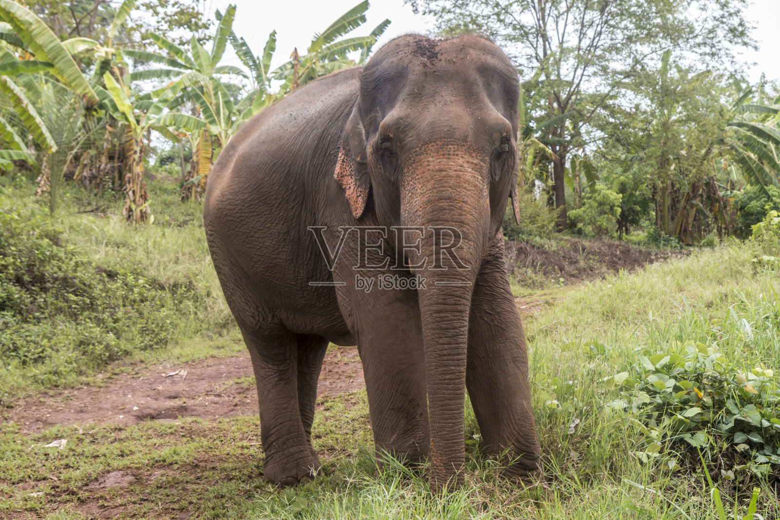 亚洲象，在泰国得到合乎道德的照顾照片摄影图片