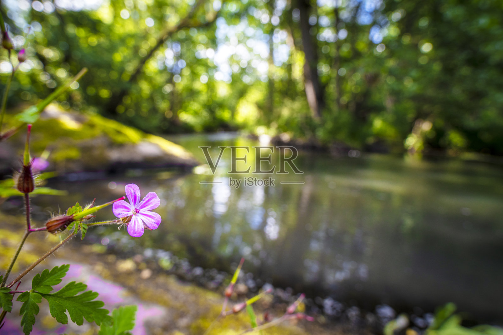 杰拉尼姆·罗伯迪亚努姆照片摄影图片
