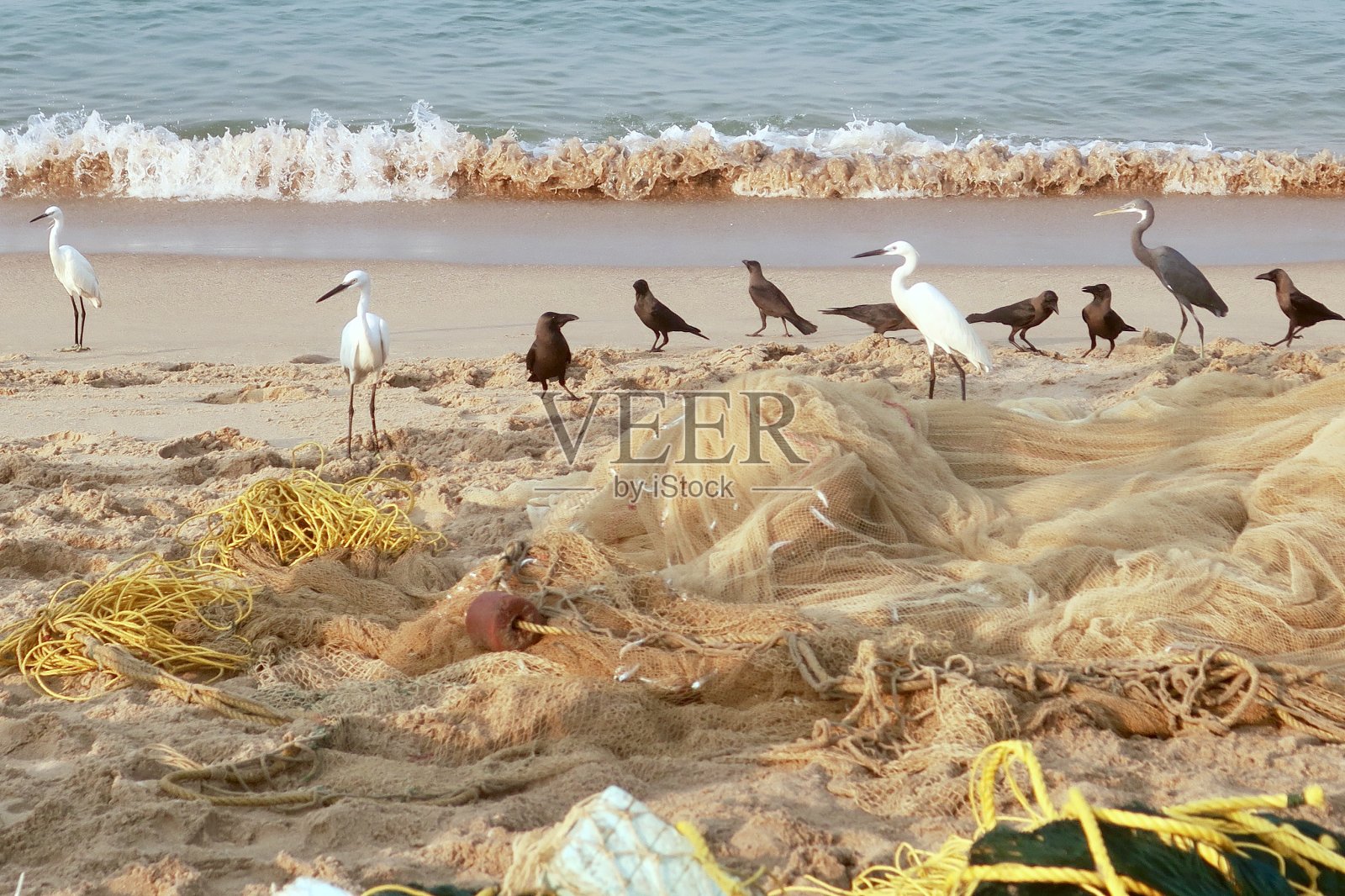 在印度喀拉拉邦的海滩照片上，西部礁鹭(白鹭)和小白鹭(白鹭)和乌鸦站在水的边缘，从渔民的渔网中清除鱼，寻找食物照片摄影图片