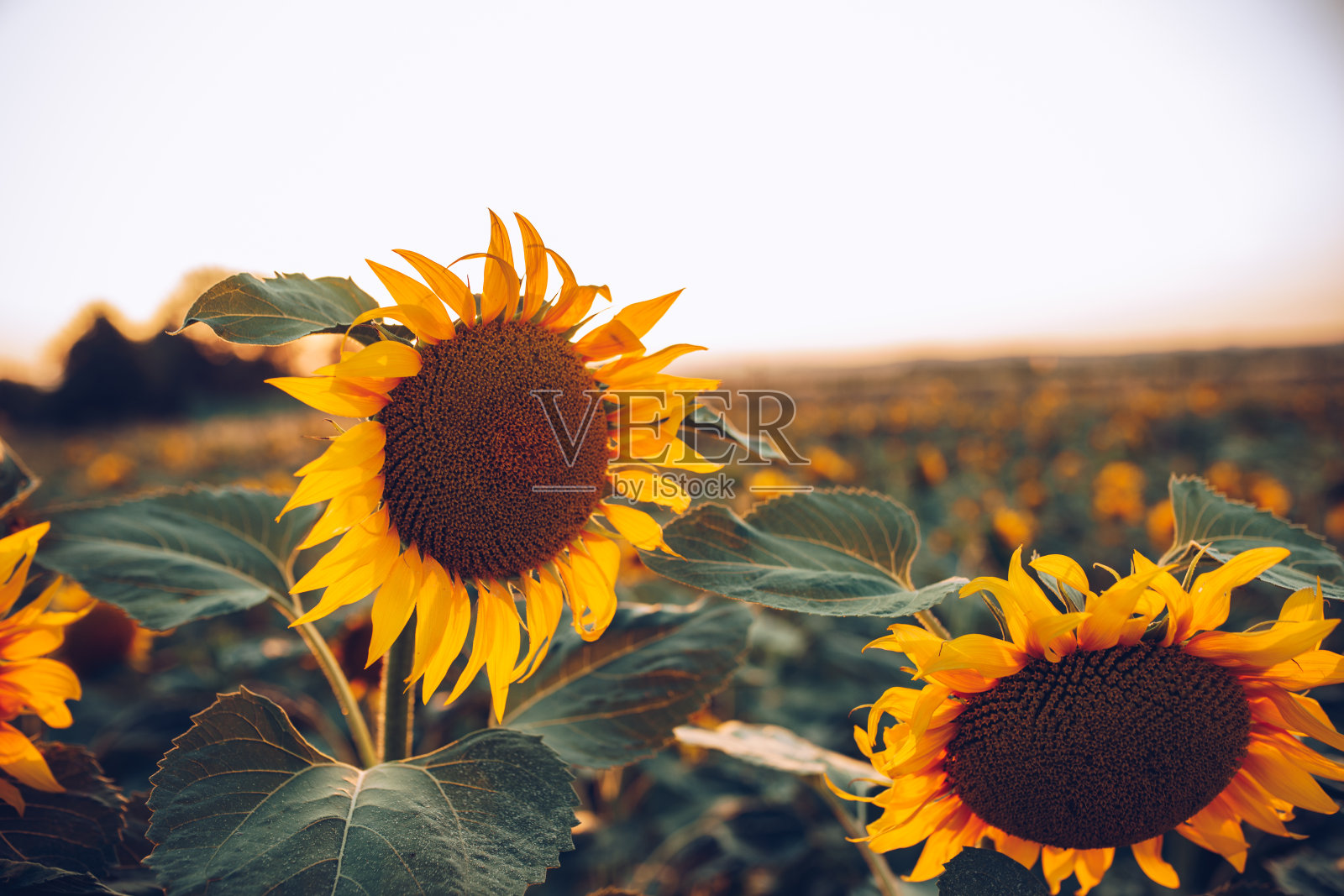 向日葵在夕阳下，活自然。照片摄影图片