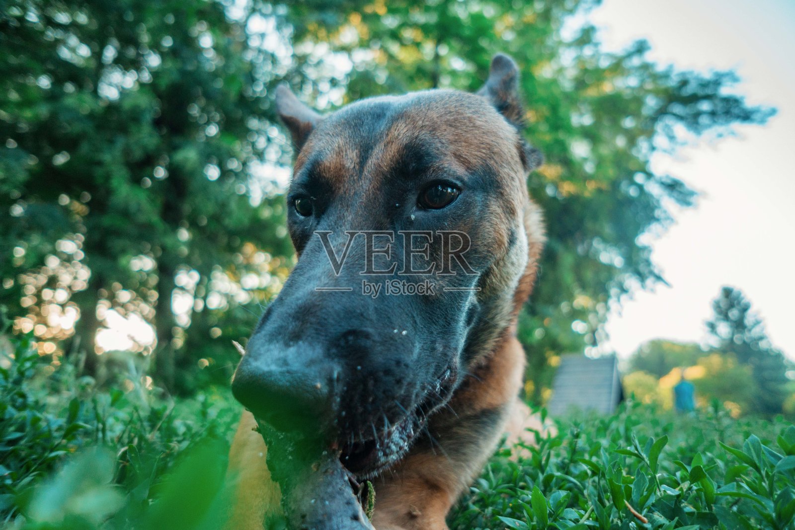 比利时牧羊犬咀嚼棒照片摄影图片
