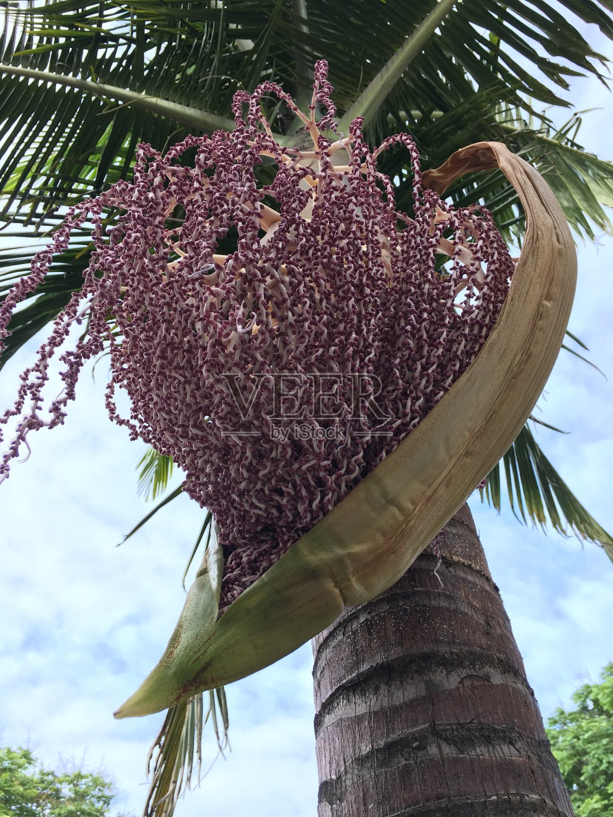 盛开的棕榈树照片摄影图片