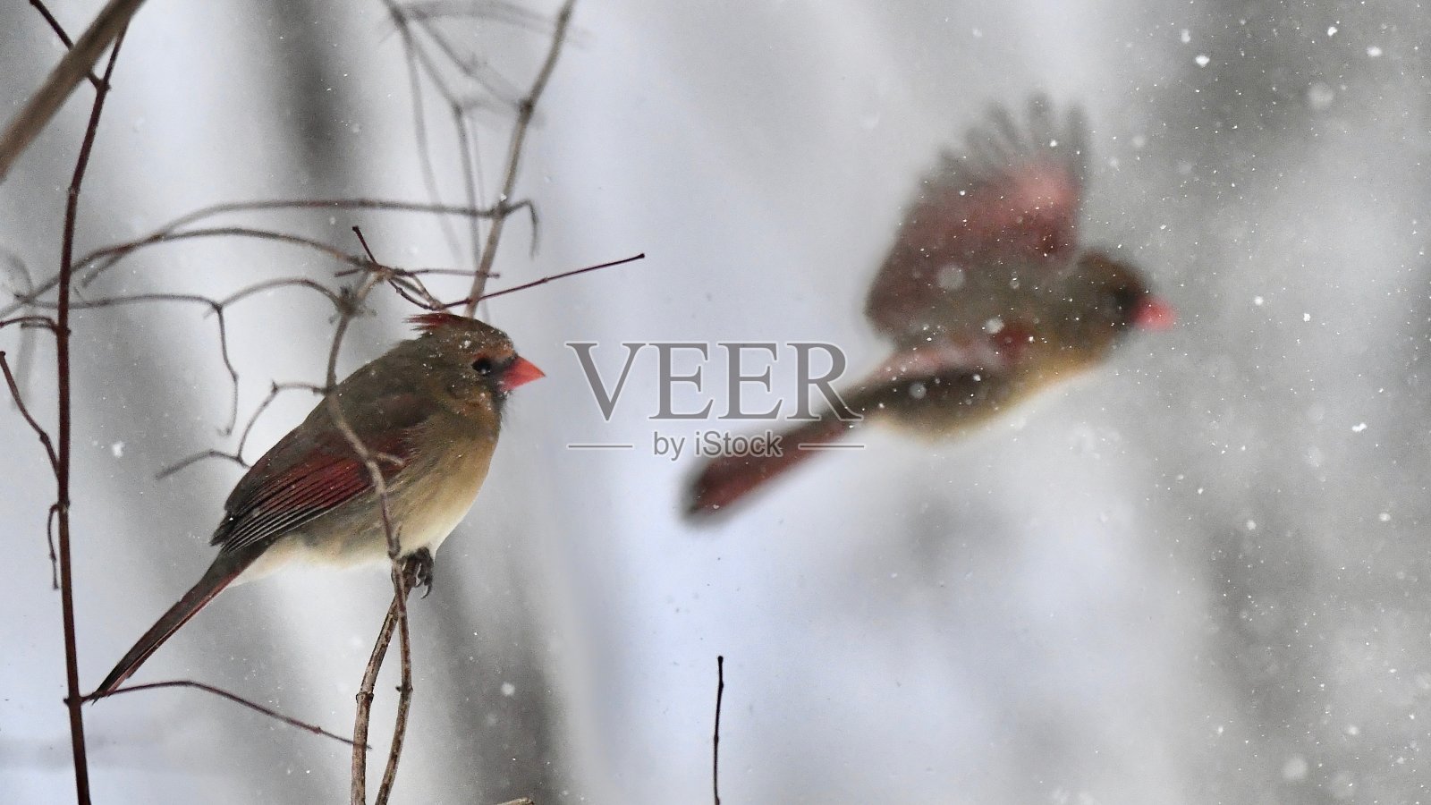 雪地里的女红衣主教照片摄影图片