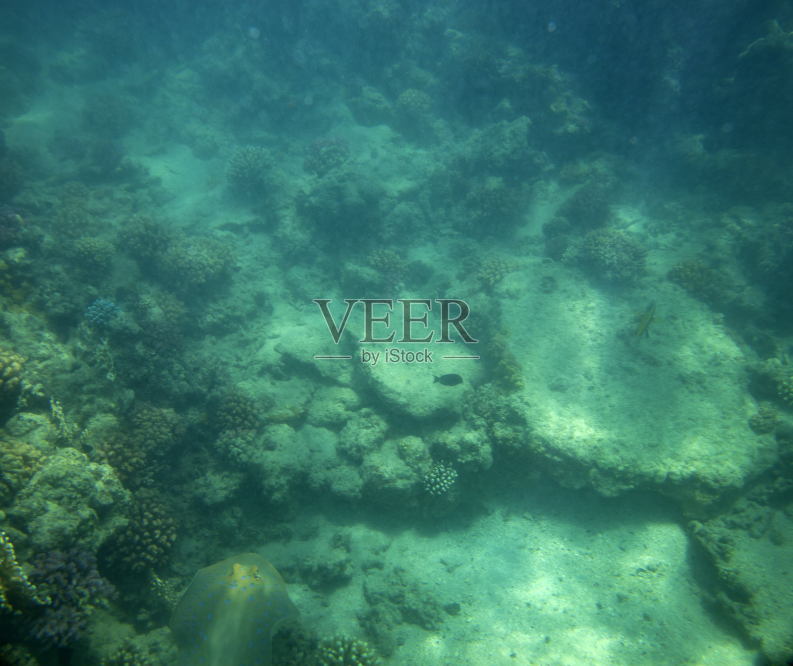 海鱼靠近珊瑚，水下照片摄影图片