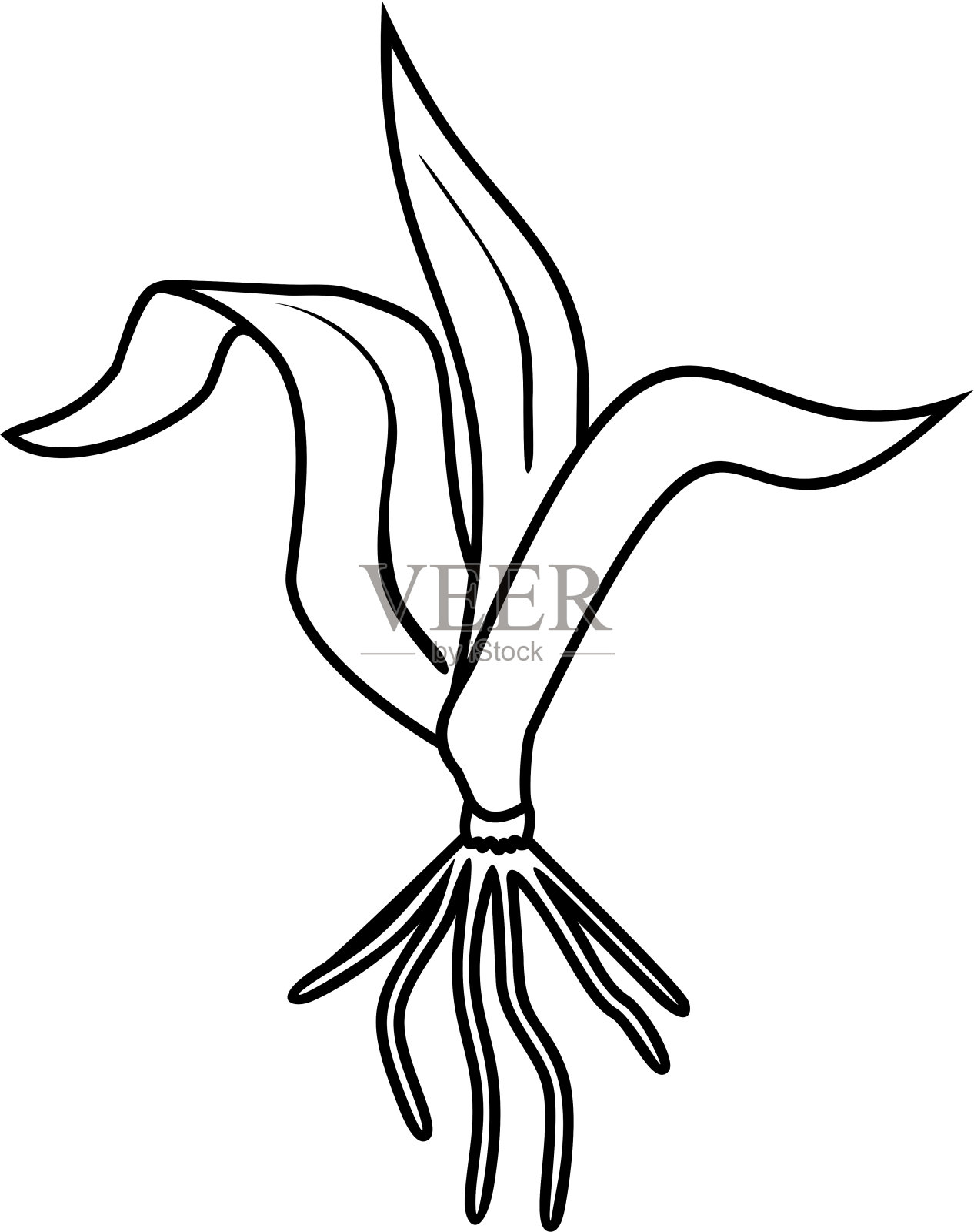 用在白色背景上分离出叶片和根系的幼玉米