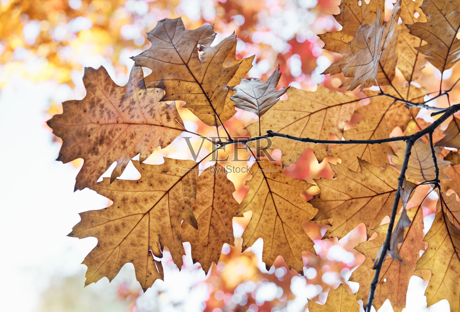 秋天橡树叶。照片摄影图片