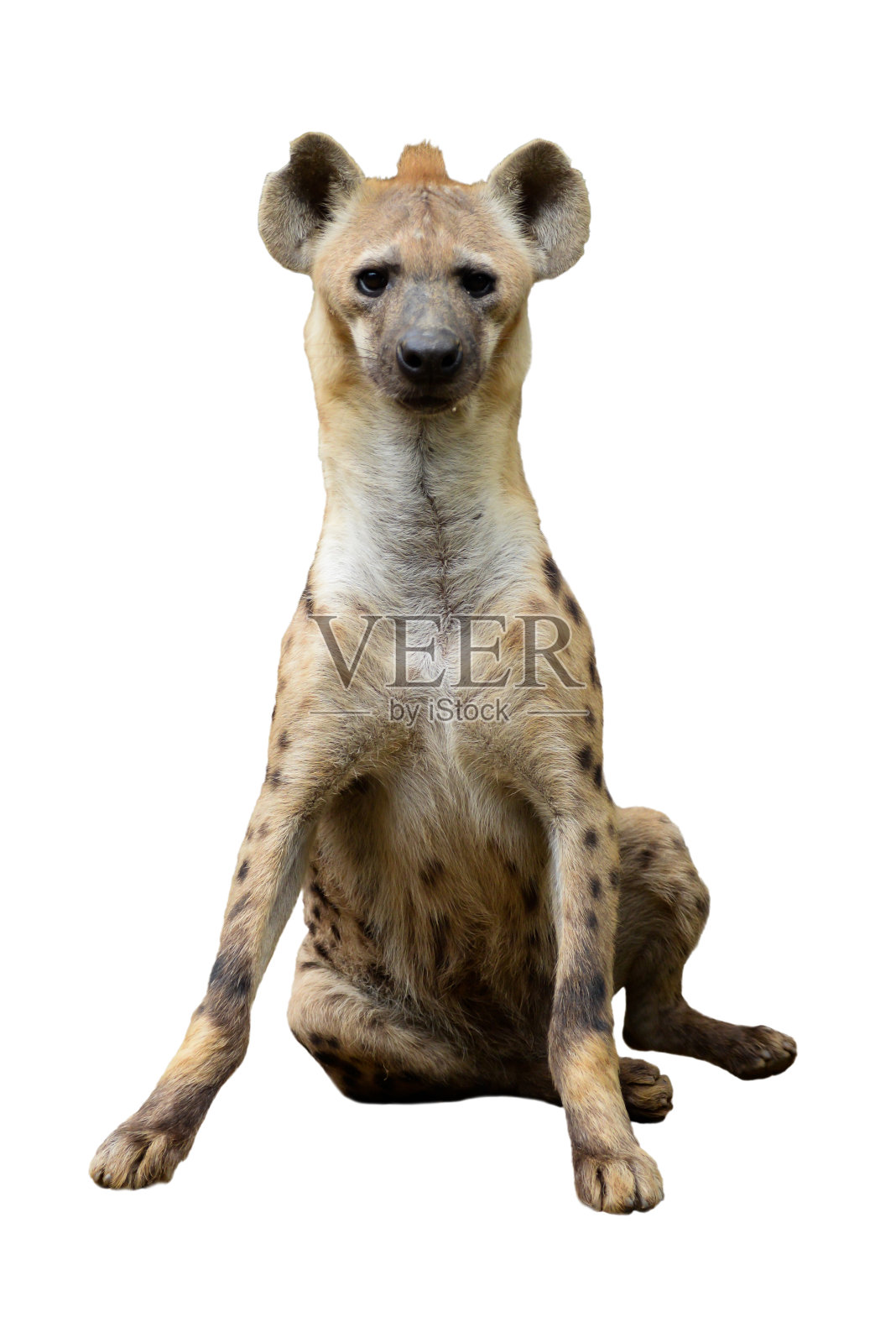 斑点鬣狗照片摄影图片