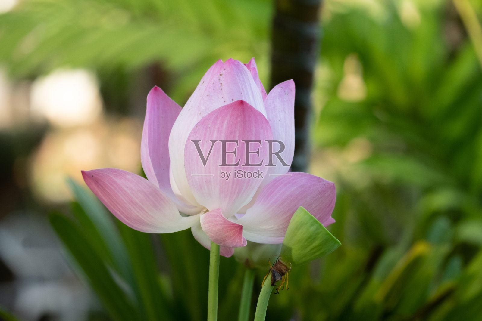 莲花照片摄影图片